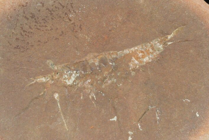 Fossil Syncarid Shrimp (Acanthotelson) Nodule - Illinois #120973